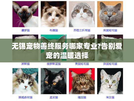 无锡宠物善终服务哪家专业?告别爱宠的温暖选择
