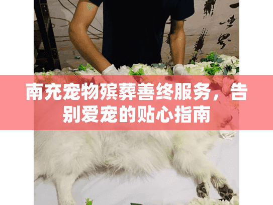 南充宠物殡葬善终服务，告别爱宠的贴心指南