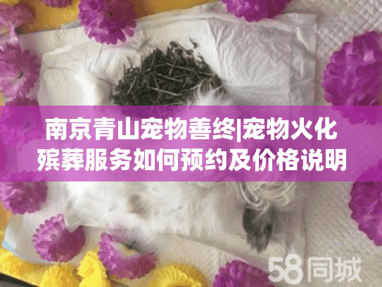 南京青山宠物善终|宠物火化殡葬服务如何预约及价格说明?