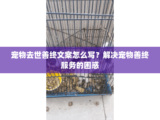 宠物去世善终文案怎么写？解决宠物善终服务的困惑