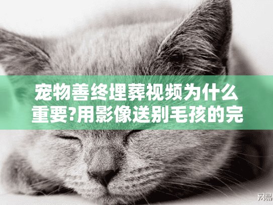 宠物善终埋葬视频为什么重要?用影像送别毛孩的完整指南