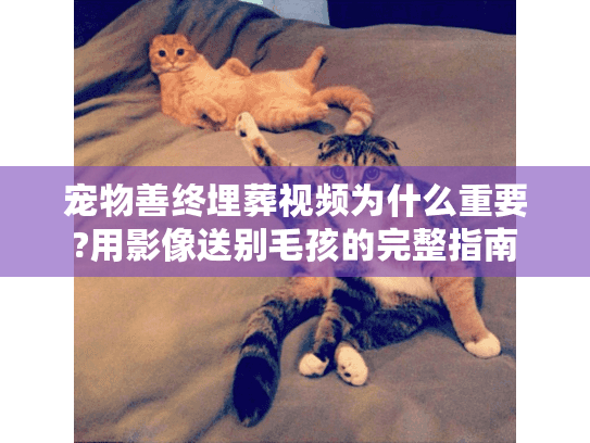 宠物善终埋葬视频为什么重要?用影像送别毛孩的完整指南