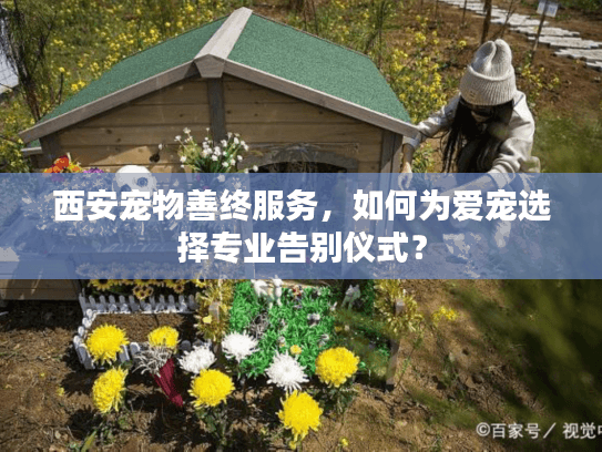 西安宠物善终服务，如何为爱宠选择专业告别仪式？