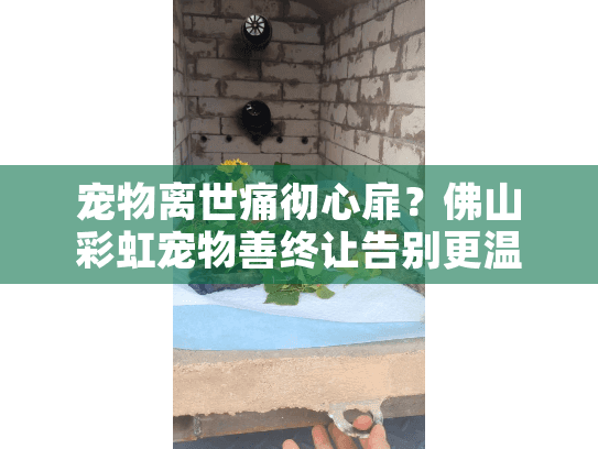 宠物离世痛彻心扉？佛山彩虹宠物善终让告别更温暖