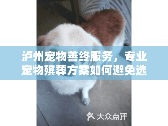 泸州宠物善终服务，专业宠物殡葬方案如何避免选择遗憾？