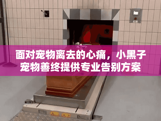 面对宠物离去的心痛，小黑子宠物善终提供专业告别方案