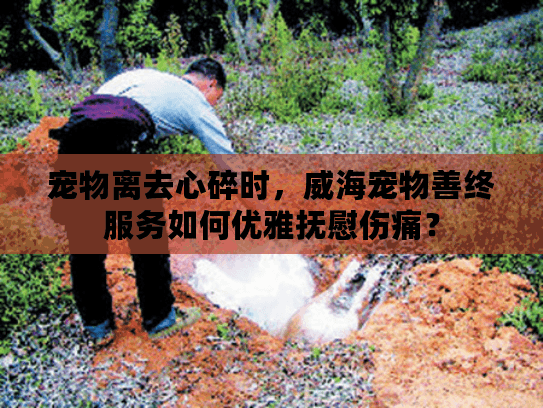 宠物离去心碎时，威海宠物善终服务如何优雅抚慰伤痛？