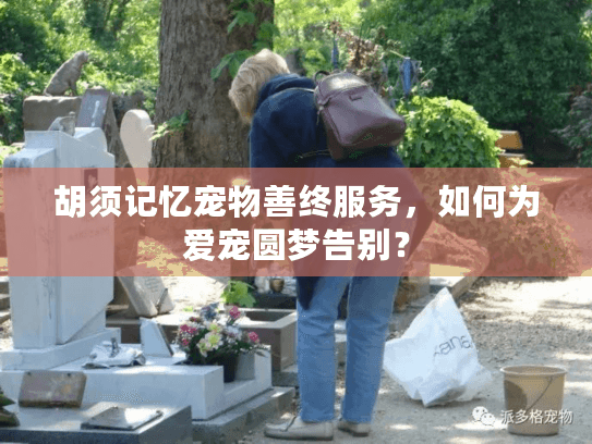 胡须记忆宠物善终服务，如何为爱宠圆梦告别？