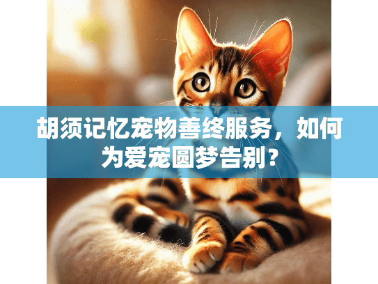 胡须记忆宠物善终服务，如何为爱宠圆梦告别？
