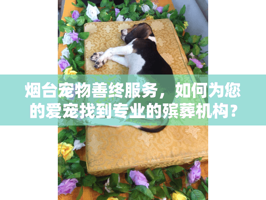烟台宠物善终服务，如何为您的爱宠找到专业的殡葬机构？