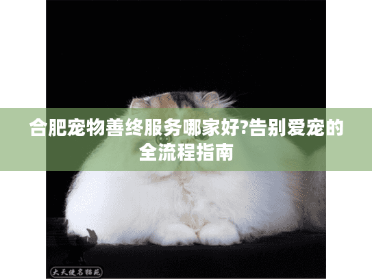 合肥宠物善终服务哪家好?告别爱宠的全流程指南