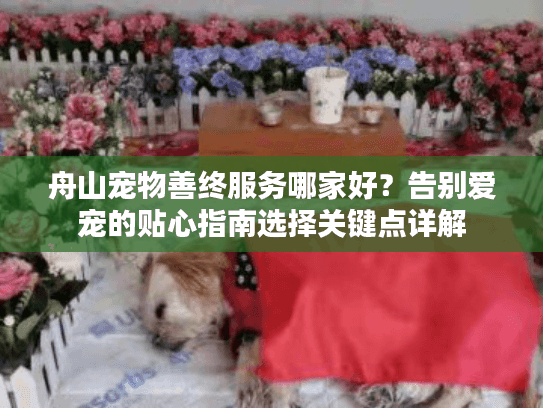 舟山宠物善终服务哪家好？告别爱宠的贴心指南选择关键点详解