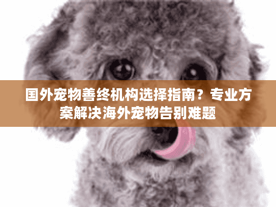 国外宠物善终机构选择指南？专业方案解决海外宠物告别难题