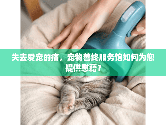 失去爱宠的痛，宠物善终服务馆如何为您提供慰藉？
