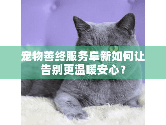 宠物善终服务阜新如何让告别更温暖安心？