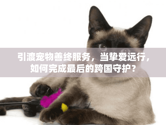 引渡宠物善终服务，当挚爱远行，如何完成最后的跨国守护？