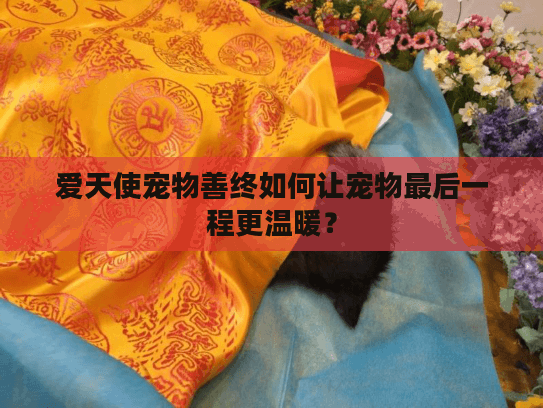 爱天使宠物善终如何让宠物最后一程更温暖？