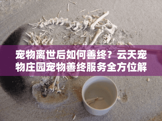宠物离世后如何善终？云天宠物庄园宠物善终服务全方位解答