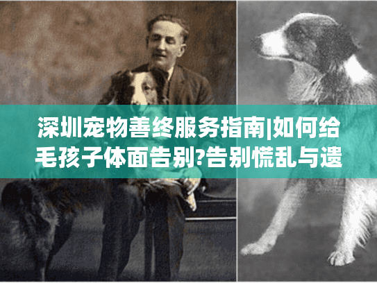 深圳宠物善终服务指南|如何给毛孩子体面告别?告别慌乱与遗憾
