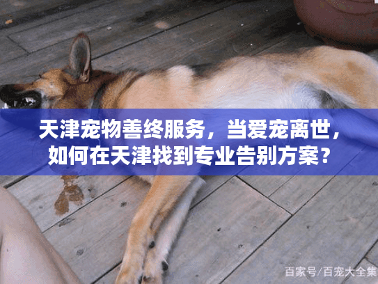 天津宠物善终服务，当爱宠离世，如何在天津找到专业告别方案？