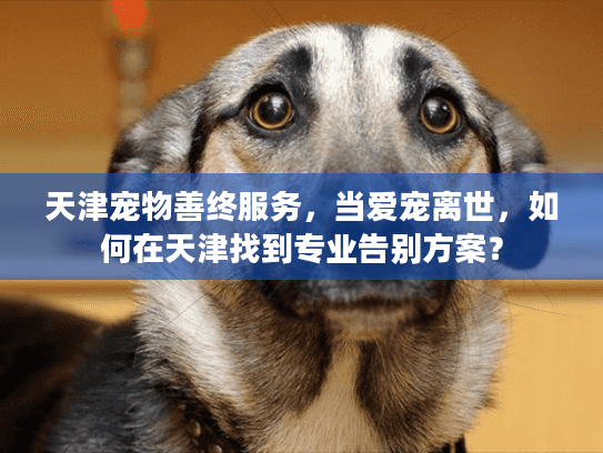 天津宠物善终服务，当爱宠离世，如何在天津找到专业告别方案？
