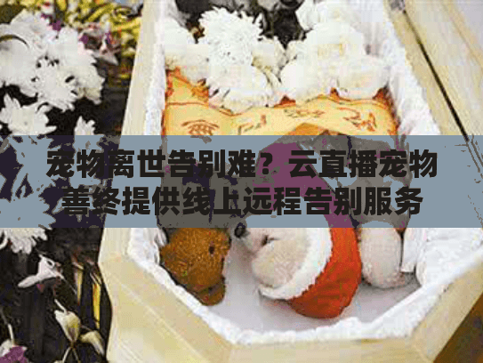 宠物离世告别难？云直播宠物善终提供线上远程告别服务