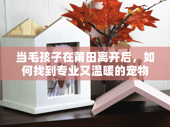 当毛孩子在莆田离开后，如何找到专业又温暖的宠物善终服务？