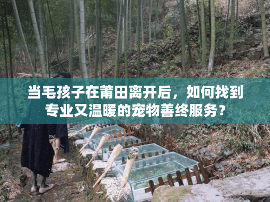 当毛孩子在莆田离开后，如何找到专业又温暖的宠物善终服务？