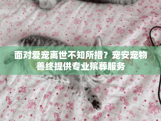 面对爱宠离世不知所措？宠安宠物善终提供专业殡葬服务