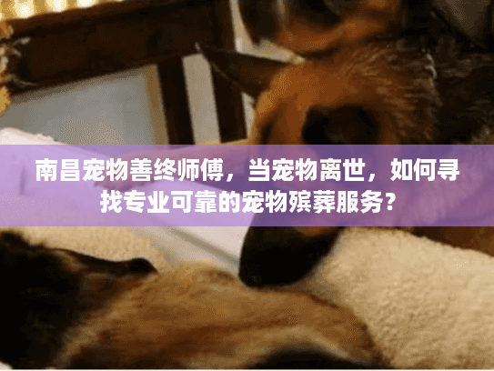 南昌宠物善终师傅，当宠物离世，如何寻找专业可靠的宠物殡葬服务？