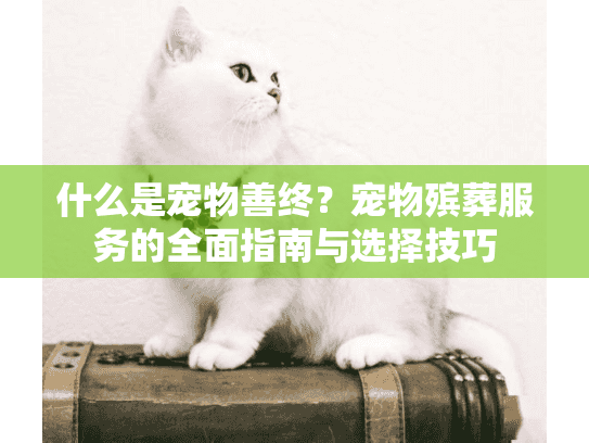 什么是宠物善终？宠物殡葬服务的全面指南与选择技巧