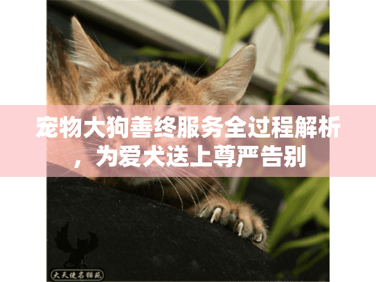 宠物大狗善终服务全过程解析，为爱犬送上尊严告别