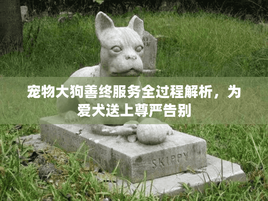 宠物大狗善终服务全过程解析，为爱犬送上尊严告别