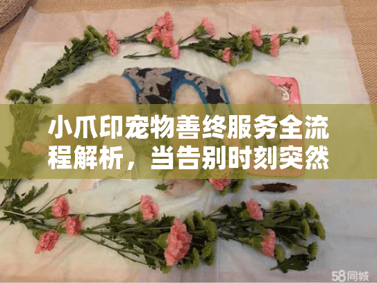 小爪印宠物善终服务全流程解析，当告别时刻突然来临，我能做些什么？