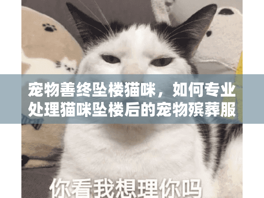 宠物善终坠楼猫咪，如何专业处理猫咪坠楼后的宠物殡葬服务