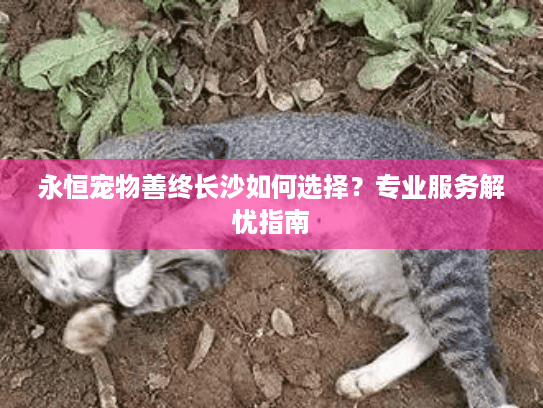永恒宠物善终长沙如何选择？专业服务解忧指南