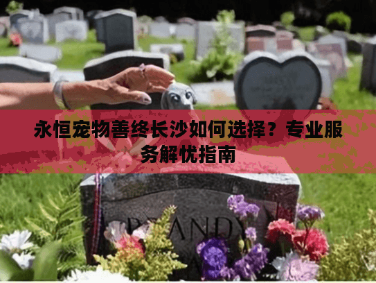 永恒宠物善终长沙如何选择？专业服务解忧指南