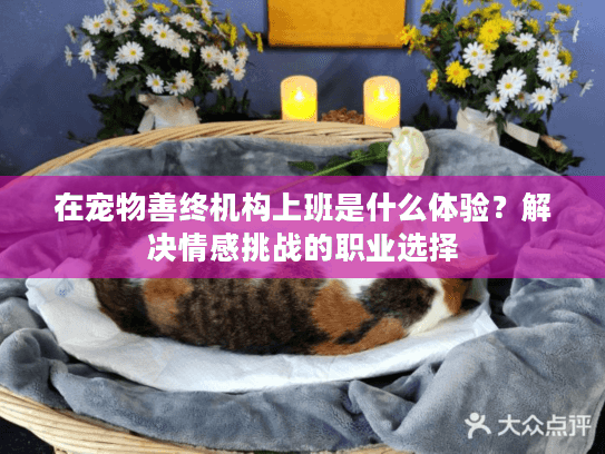 在宠物善终机构上班是什么体验？解决情感挑战的职业选择