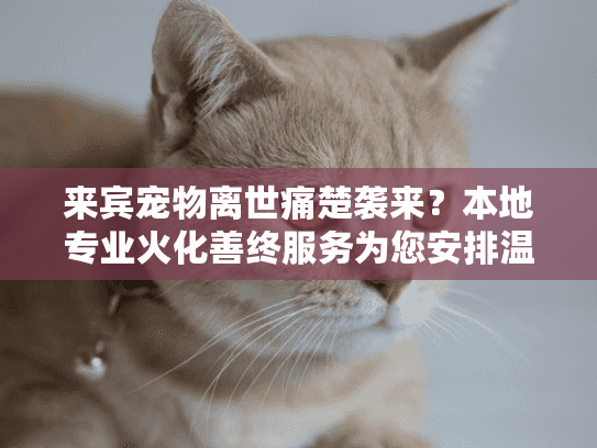 来宾宠物离世痛楚袭来？本地专业火化善终服务为您安排温暖告别
