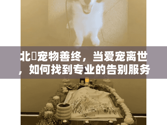 北滘宠物善终，当爱宠离世，如何找到专业的告别服务？