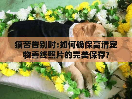 痛苦告别时:如何确保高清宠物善终照片的完美保存?