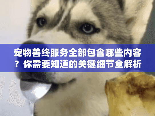 宠物善终服务全部包含哪些内容？你需要知道的关键细节全解析
