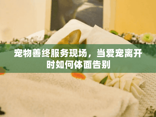 宠物善终服务现场，当爱宠离开时如何体面告别