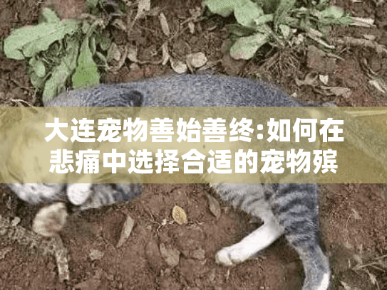大连宠物善始善终:如何在悲痛中选择合适的宠物殡葬服务?