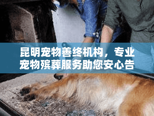 昆明宠物善终机构，专业宠物殡葬服务助您安心告别爱宠