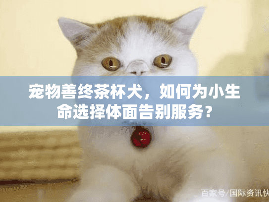 宠物善终茶杯犬，如何为小生命选择体面告别服务？