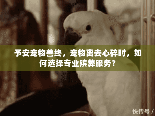 予安宠物善终，宠物离去心碎时，如何选择专业殡葬服务？