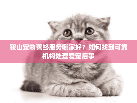 鞍山宠物善终服务哪家好？如何找到可靠机构处理爱宠后事
