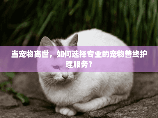 当宠物离世，如何选择专业的宠物善终护理服务？